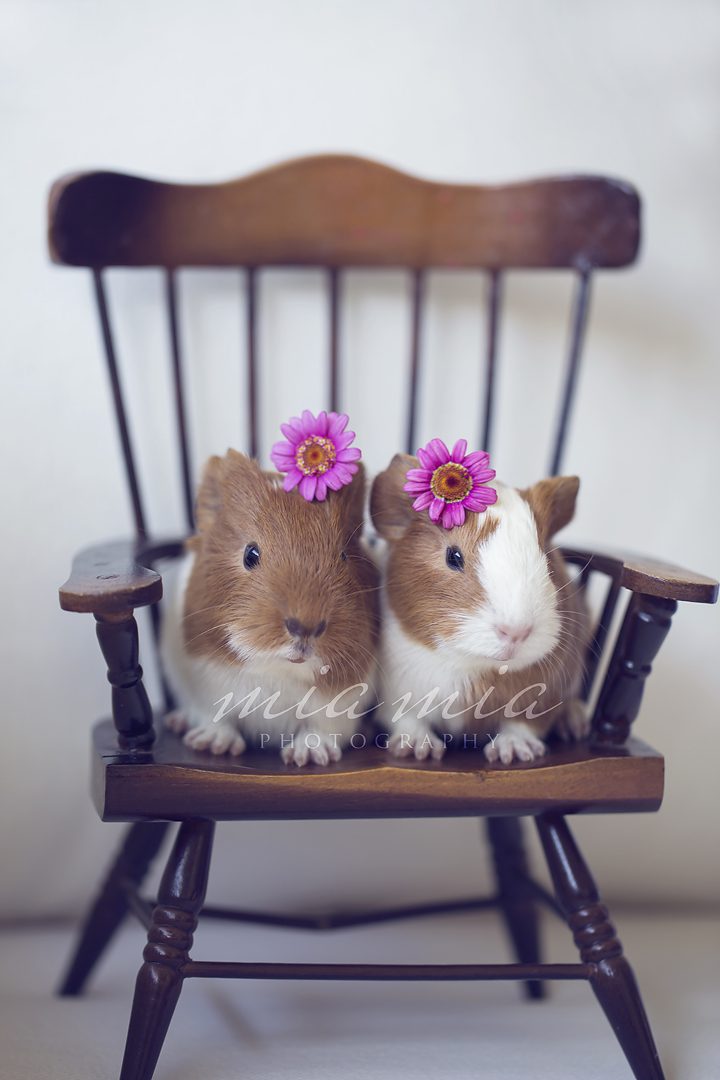 Daisy Cute - Molly and Mama Hair Accessories